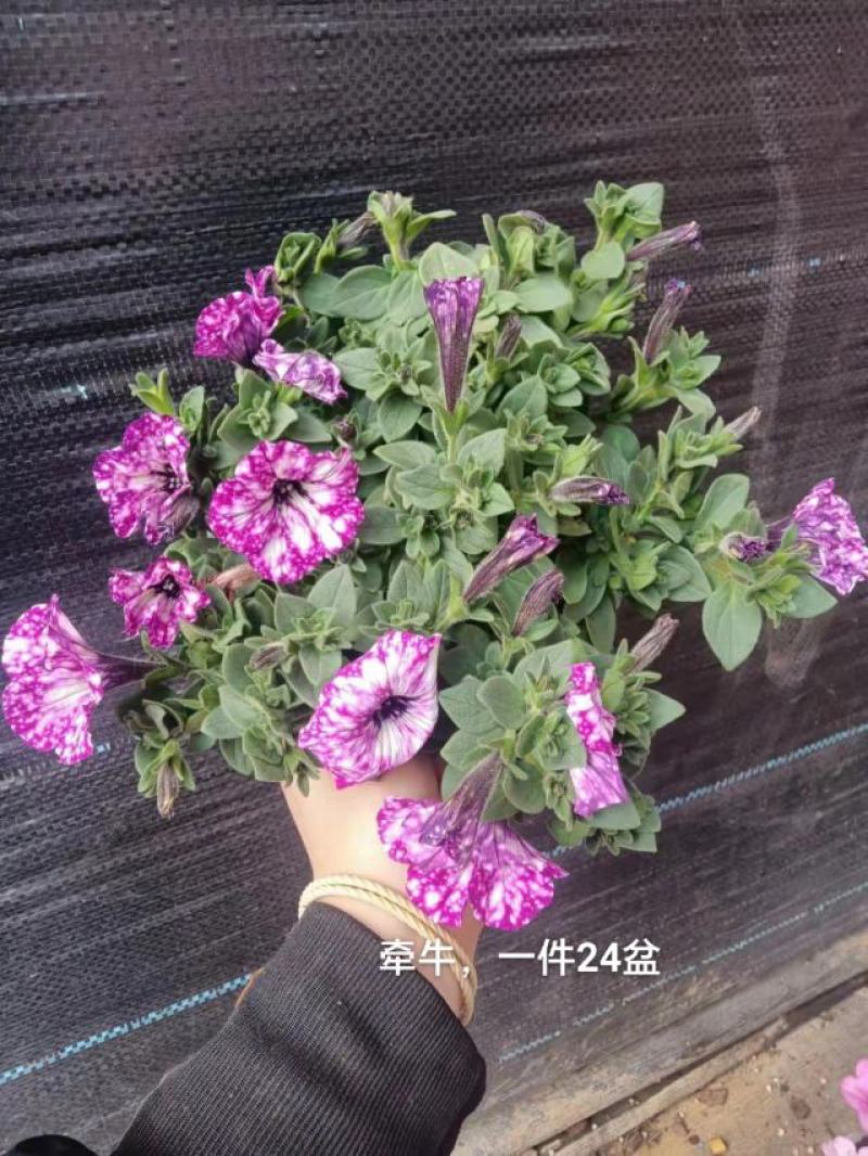 牵牛花混色一箱24盆，颜色搭配非常漂亮基地直发实物实拍图