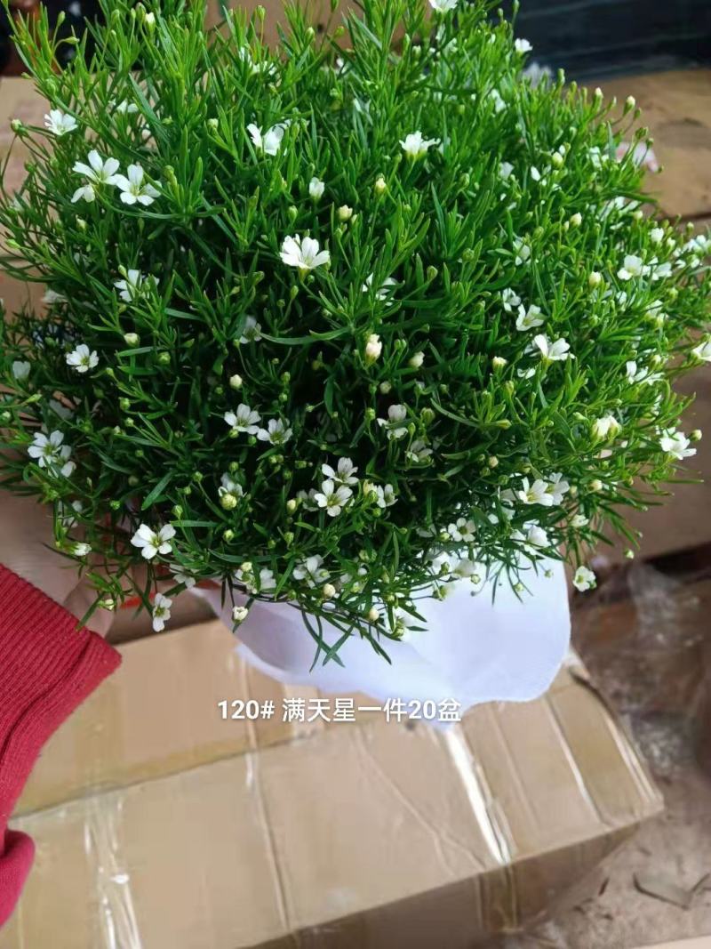 满天星混色一箱50盆装花很密基地直发实物实拍图发货标准参