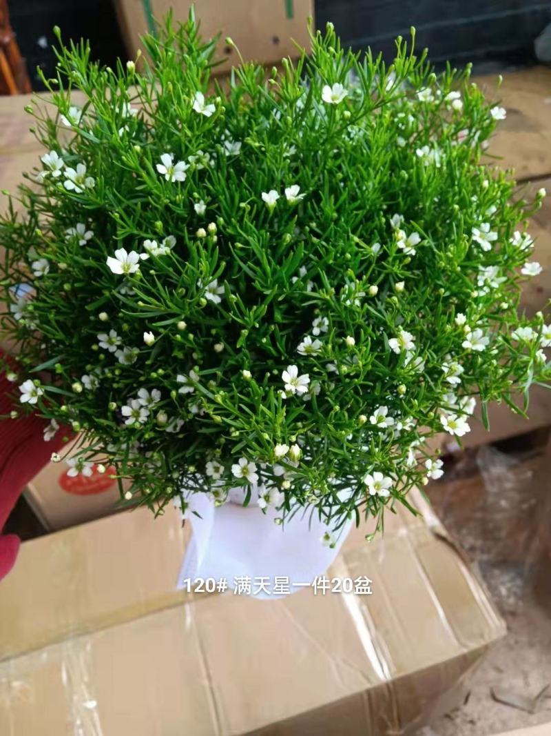 满天星混色一箱50盆装花很密基地直发实物实拍图发货标准参
