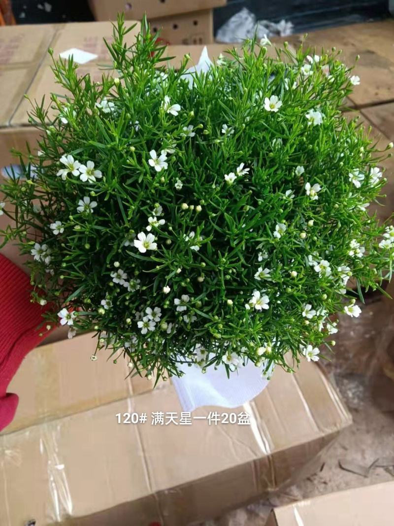 满天星混色一箱50盆装花很密基地直发实物实拍图发货标准参