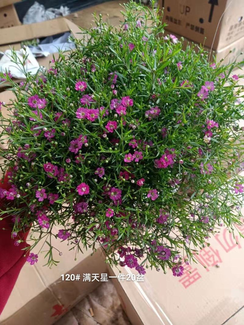 满天星混色一箱50盆装花很密基地直发实物实拍图发货标准参