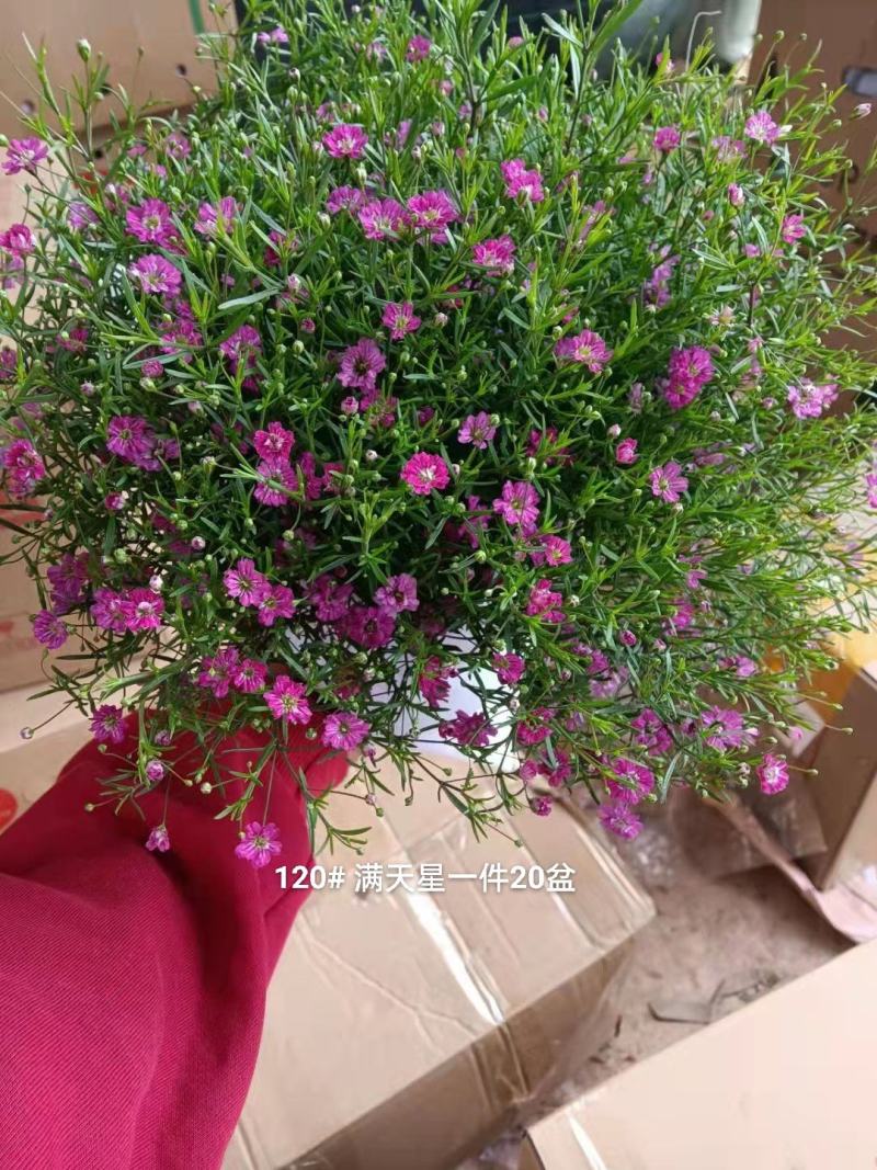 满天星混色一箱50盆装花很密基地直发实物实拍图发货标准参