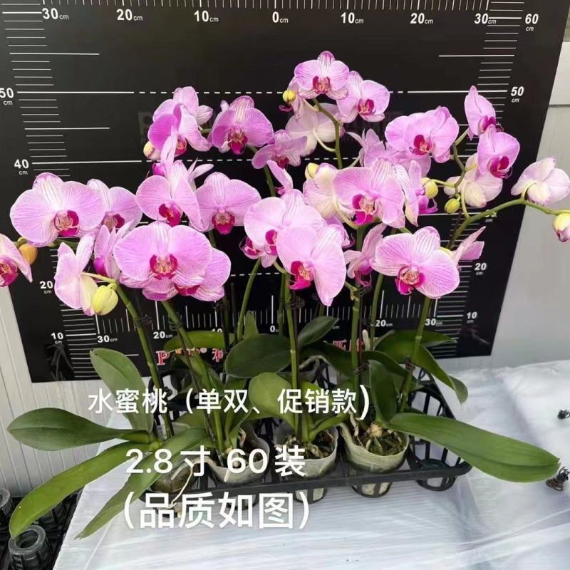 蝴蝶兰单双混装促销款水蜜桃2.8寸，11元一盆，数量不多