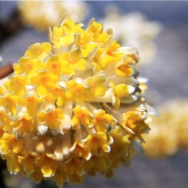 结香花