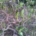 结香花