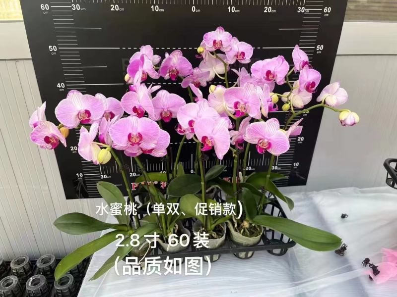 蝴蝶兰单双混装促销款水蜜桃2.8寸，11元一盆，数量不多