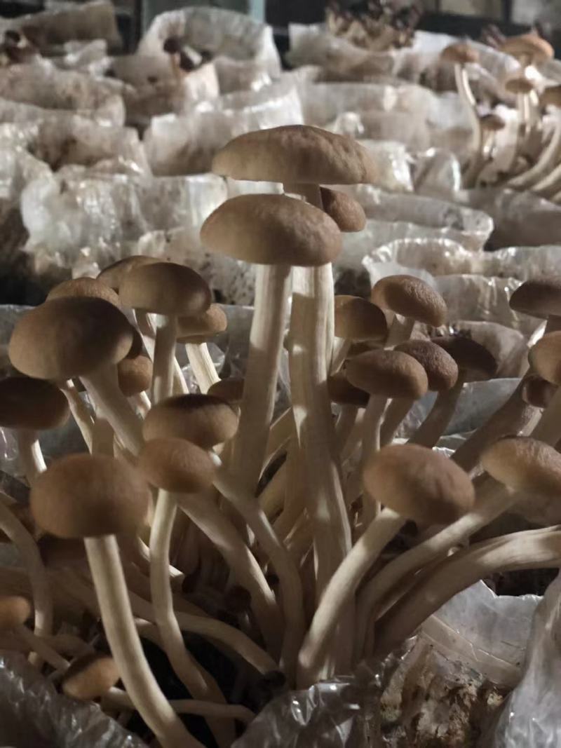 不开伞茶树菇大量上市，品质至上，欢迎各大老板前来采购