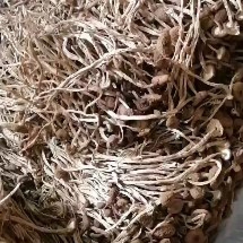 不开伞茶树菇大量上市，品质至上，欢迎各大老板前来采购