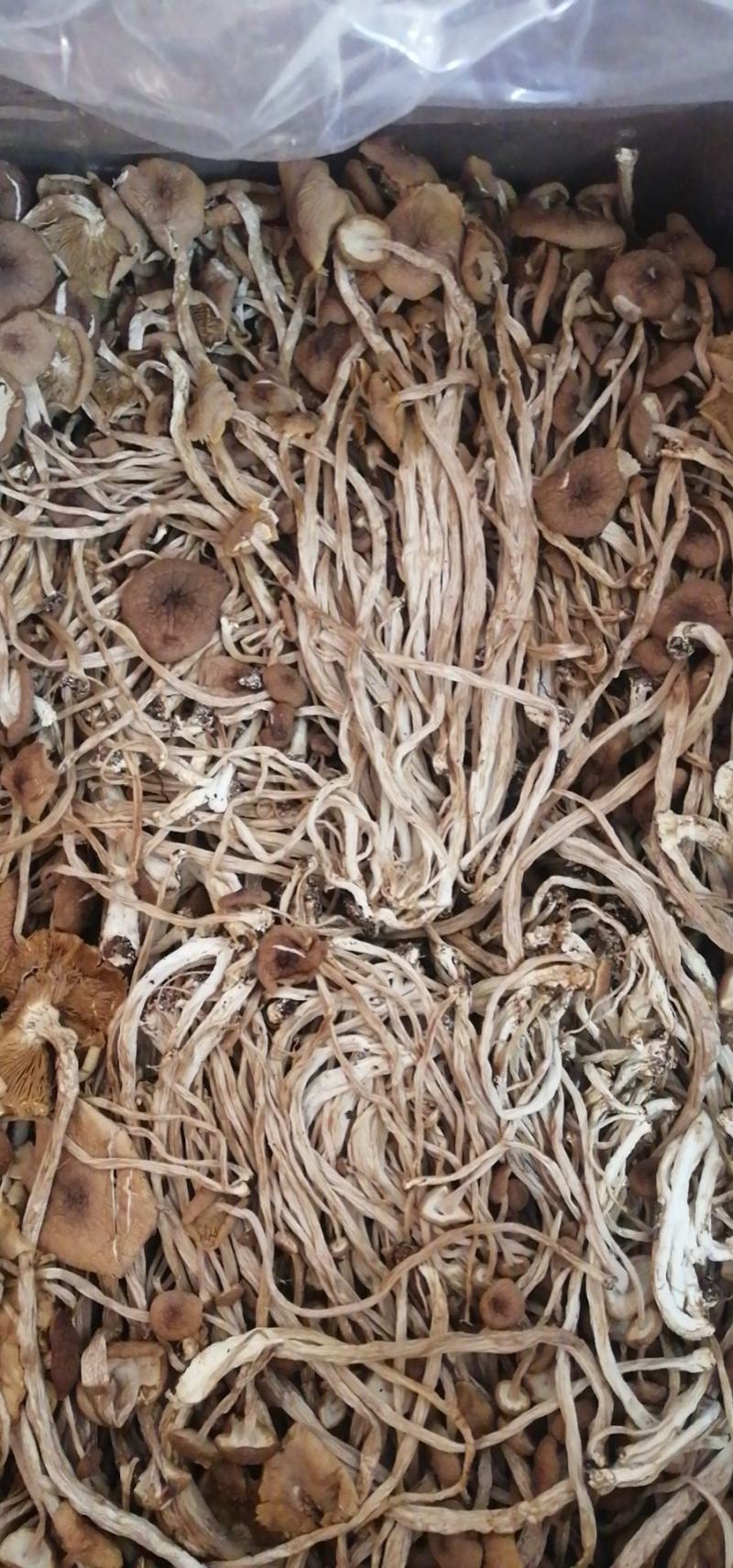 不开伞茶树菇大量上市，品质至上，欢迎各大老板前来采购