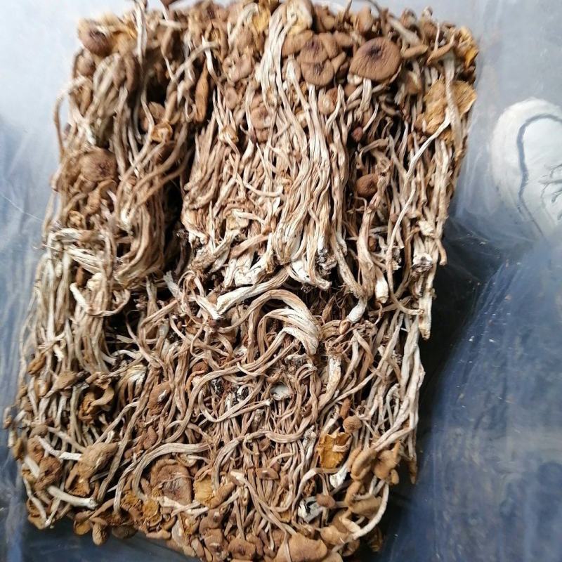不开伞茶树菇大量上市，品质至上，欢迎各大老板前来采购