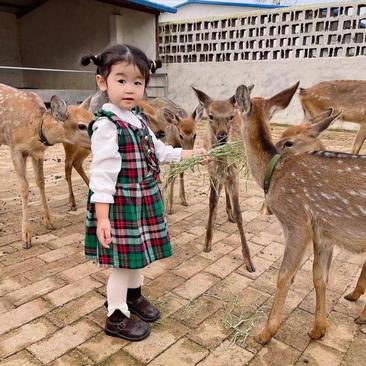 鹿苗成年梅花鹿公鹿母鹿梅花鹿幼崽听话宠物鹿鹿产品