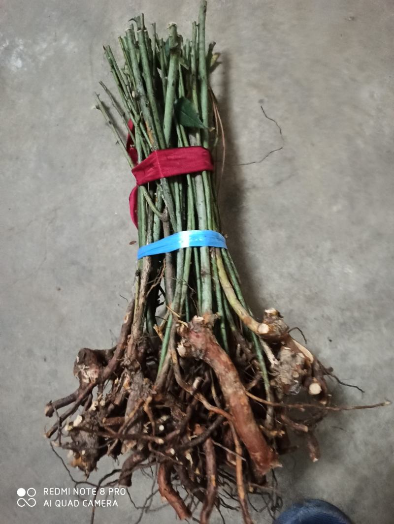 大量出售金樱子苗，有需要的老板可以联系我