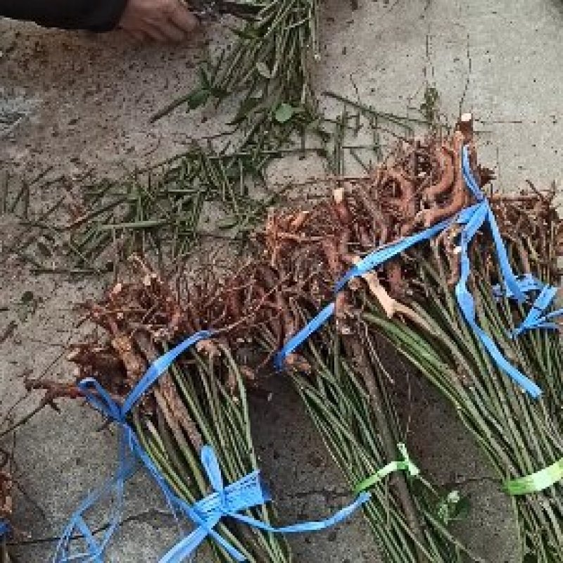 大量出售金樱子苗，有需要的老板可以联系我
