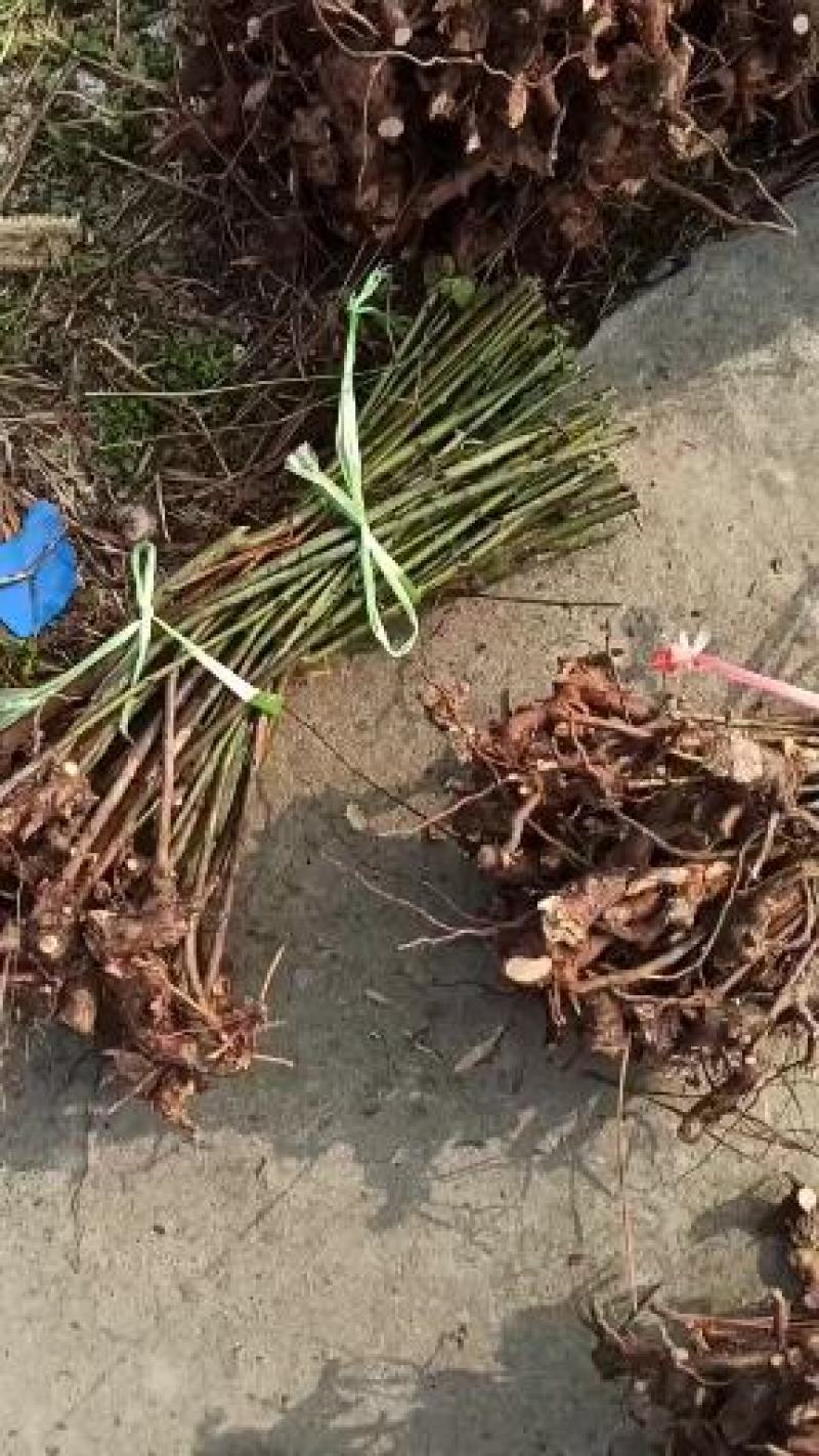 大量出售金樱子苗，有需要的老板可以联系我