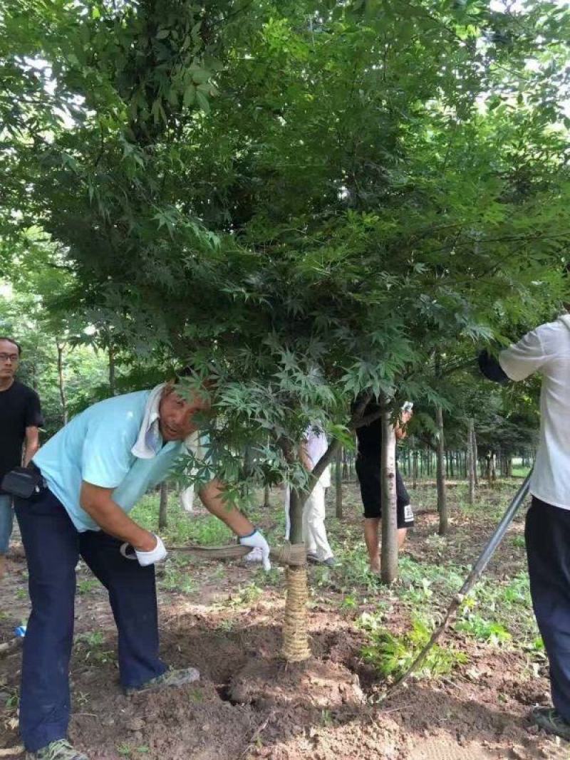 红枫