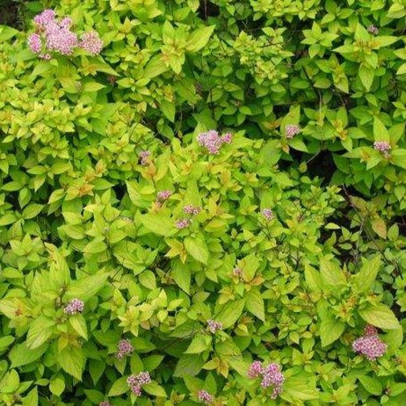 金山绣线菊