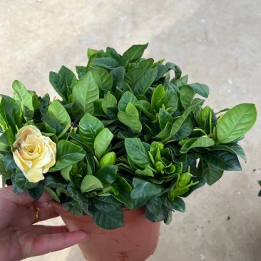 160杯栀子花花苞多栀子花基地直发盆花