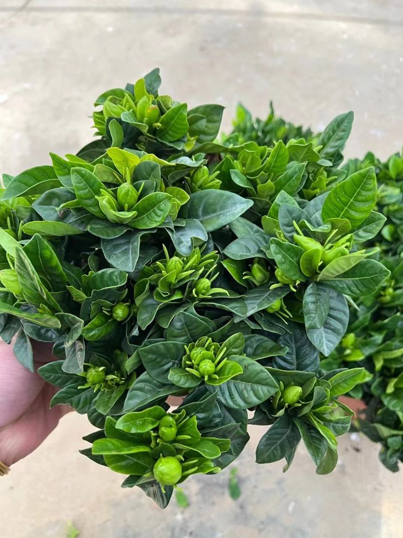 160杯栀子花花苞多栀子花基地直发盆花