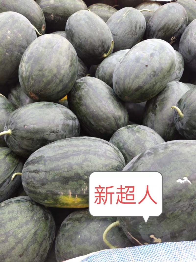 大果黑美人3号大果早熟耐裂果综合抗逆性较黑人强粒粒饱满