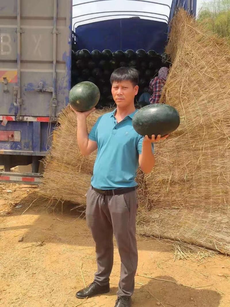 大果黑美人3号大果早熟耐裂果综合抗逆性较黑人强粒粒饱满