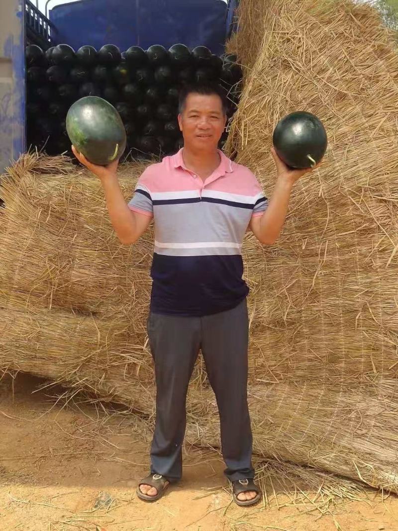 大果黑美人3号大果早熟耐裂果综合抗逆性较黑人强粒粒饱满