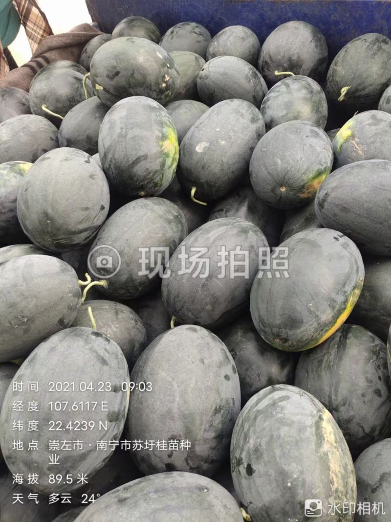 大果黑美人3号大果早熟耐裂果综合抗逆性较黑人强粒粒饱满