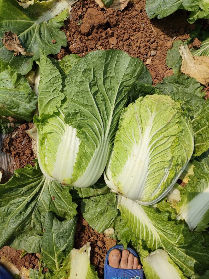 横县大白菜大量上市黄心