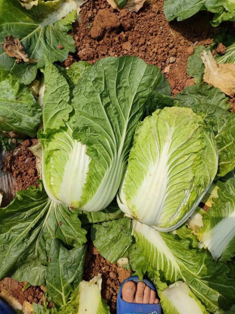 横县大白菜大量上市黄心
