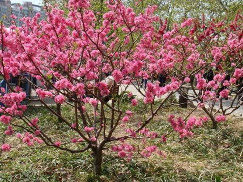 红叶碧桃