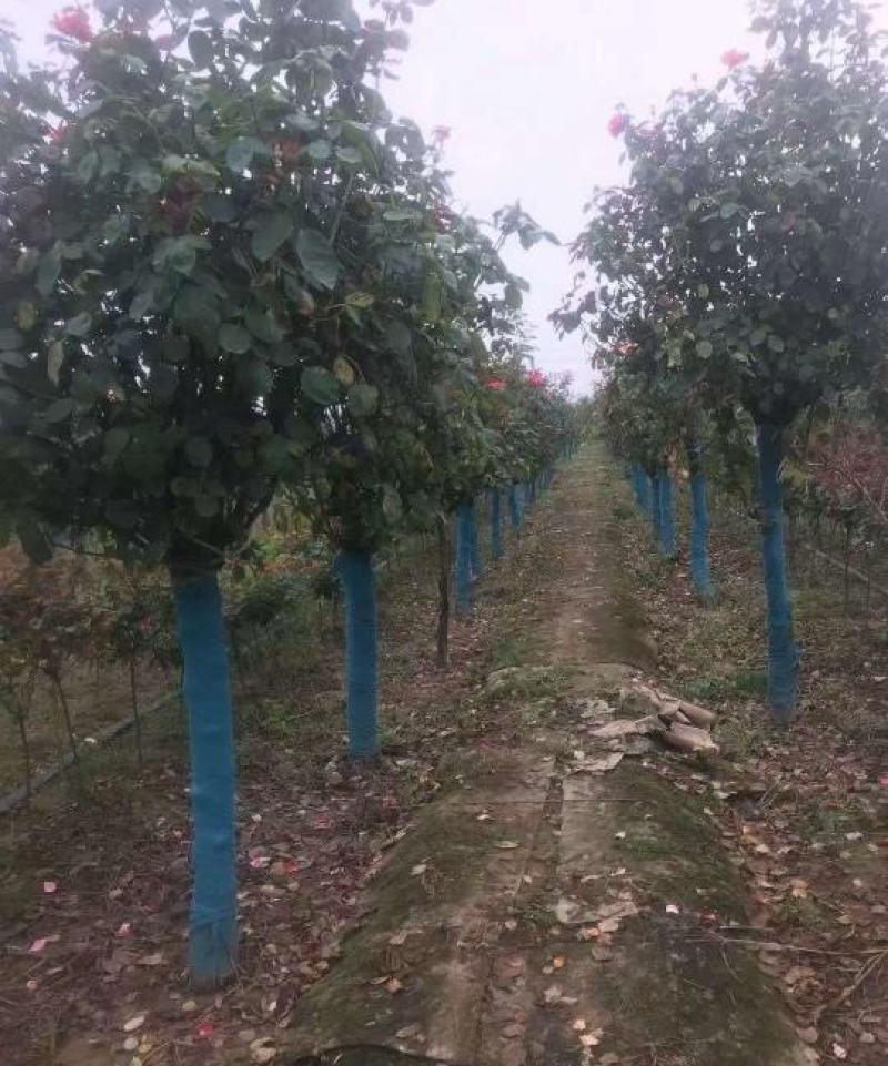 10公分精品树状月季质量有保证！量大从优！