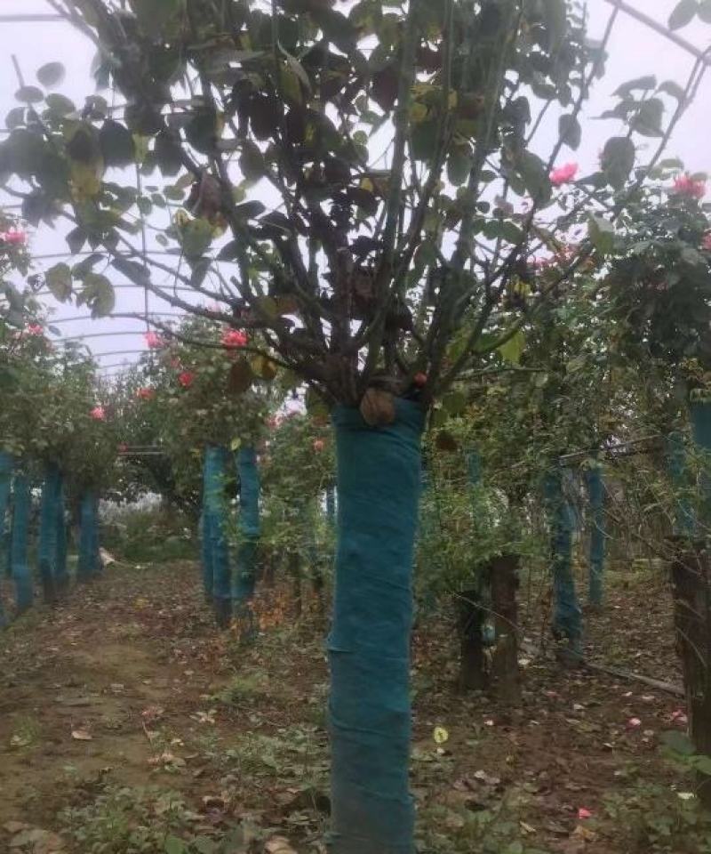 10公分精品树状月季质量有保证！量大从优！