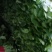 上海青小白菜，质量好，面积大，无根无黄叶，叶绿邦青。