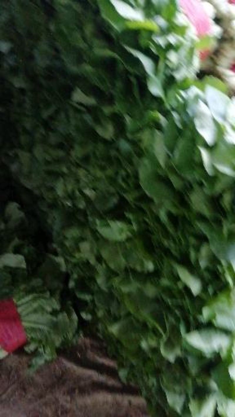 上海青小白菜，质量好，面积大，无根无黄叶，叶绿邦青。