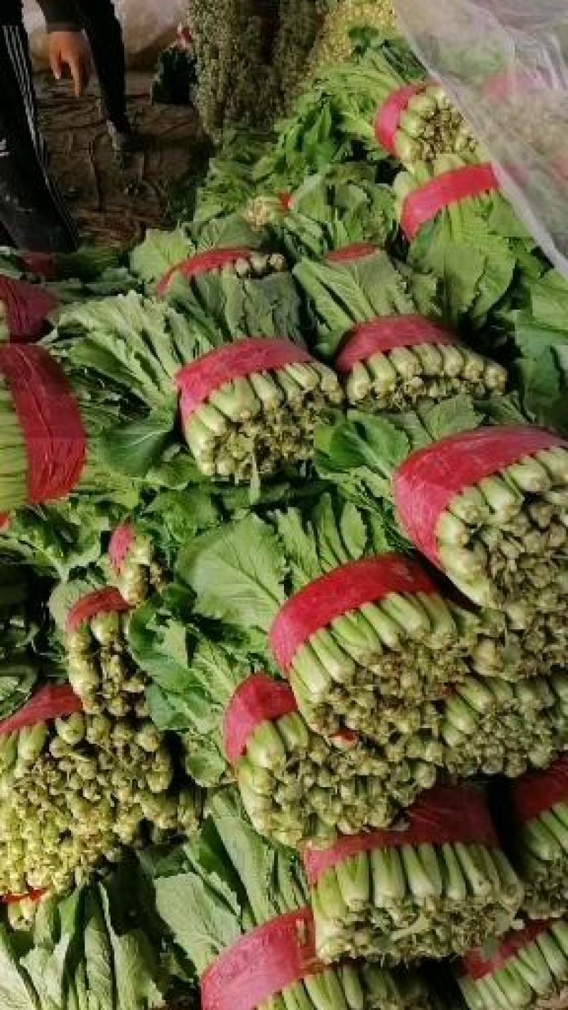 上海青小白菜，质量好，面积大，无根无黄叶，叶绿邦青。