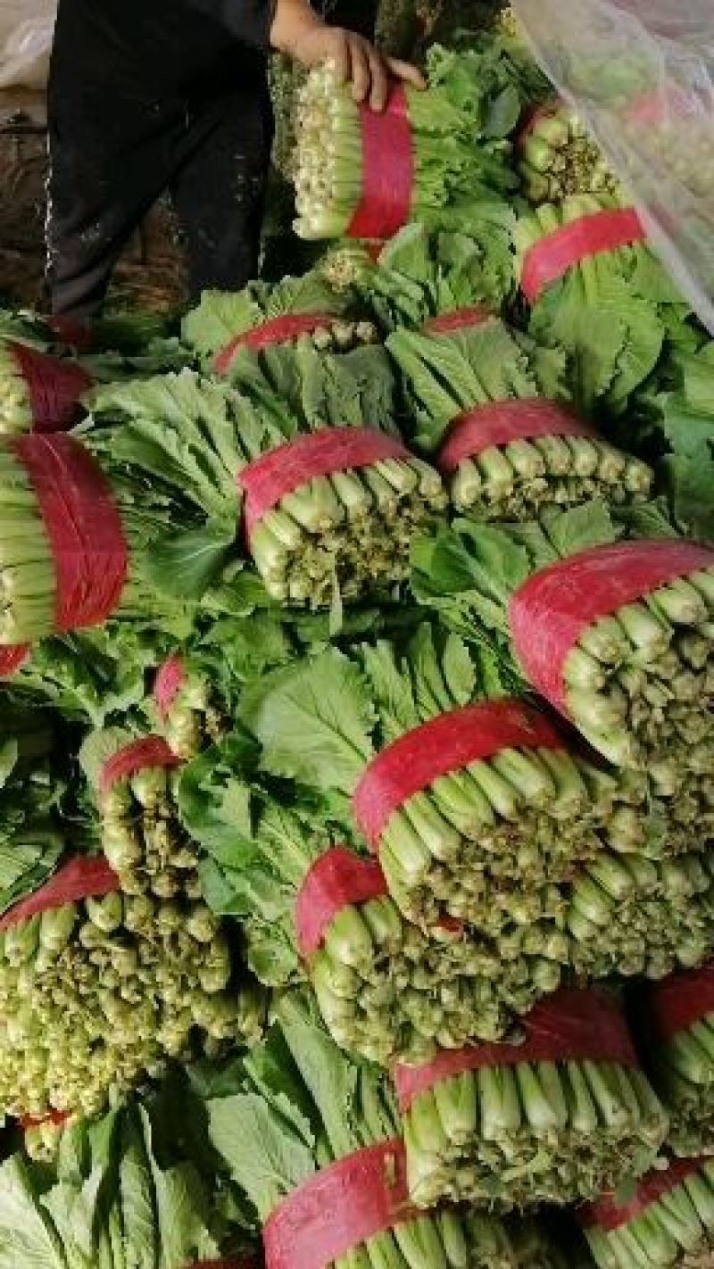 上海青小白菜，质量好，面积大，无根无黄叶，叶绿邦青。