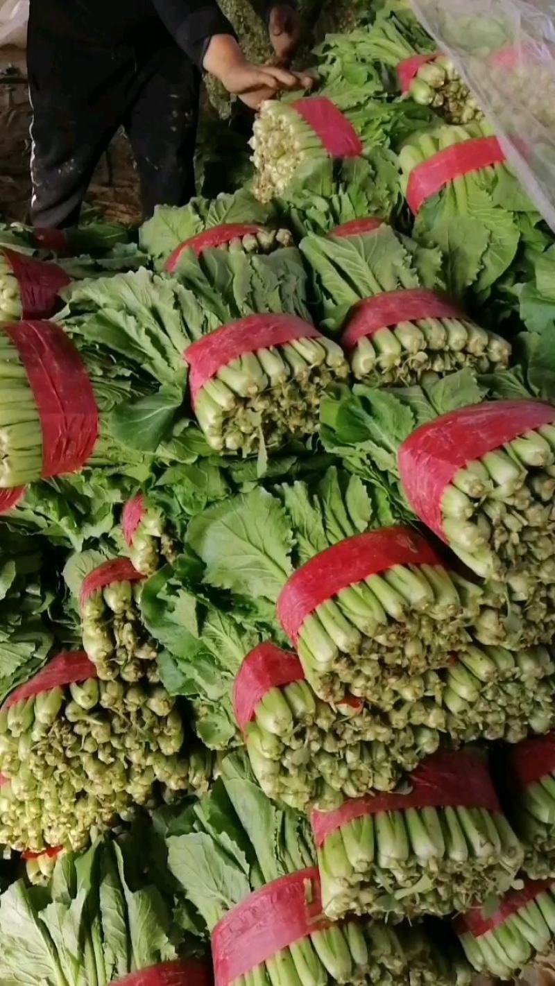 上海青小白菜，质量好，面积大，无根无黄叶，叶绿邦青。
