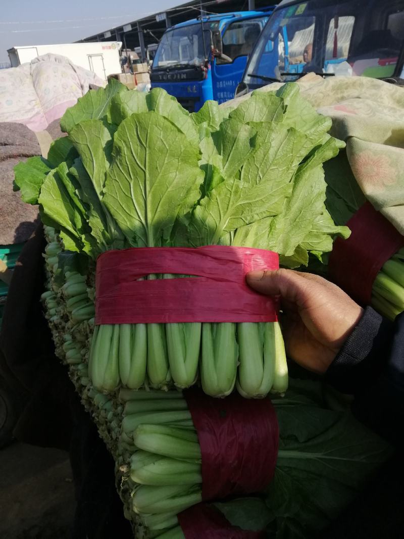 上海青小白菜，质量好，面积大，无根无黄叶，叶绿邦青。