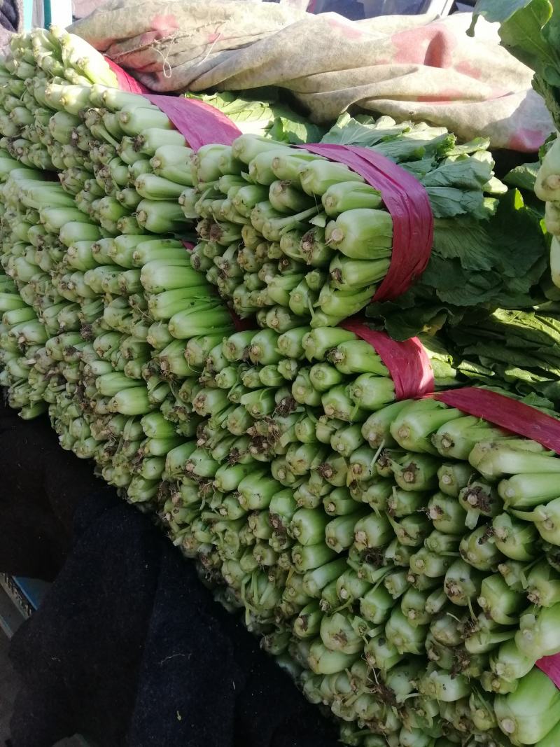 上海青小白菜，质量好，面积大，无根无黄叶，叶绿邦青。