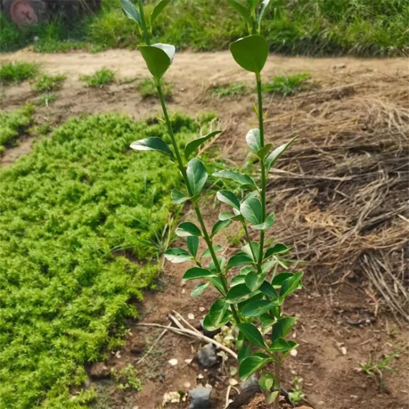 扶芳藤，大叶扶芳藤，基地直发，大量供应100万棵