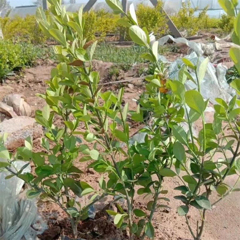 扶芳藤，大叶扶芳藤，基地直发，大量供应100万棵