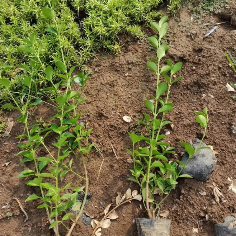 扶芳藤，大叶扶芳藤，基地直发，大量供应100万棵