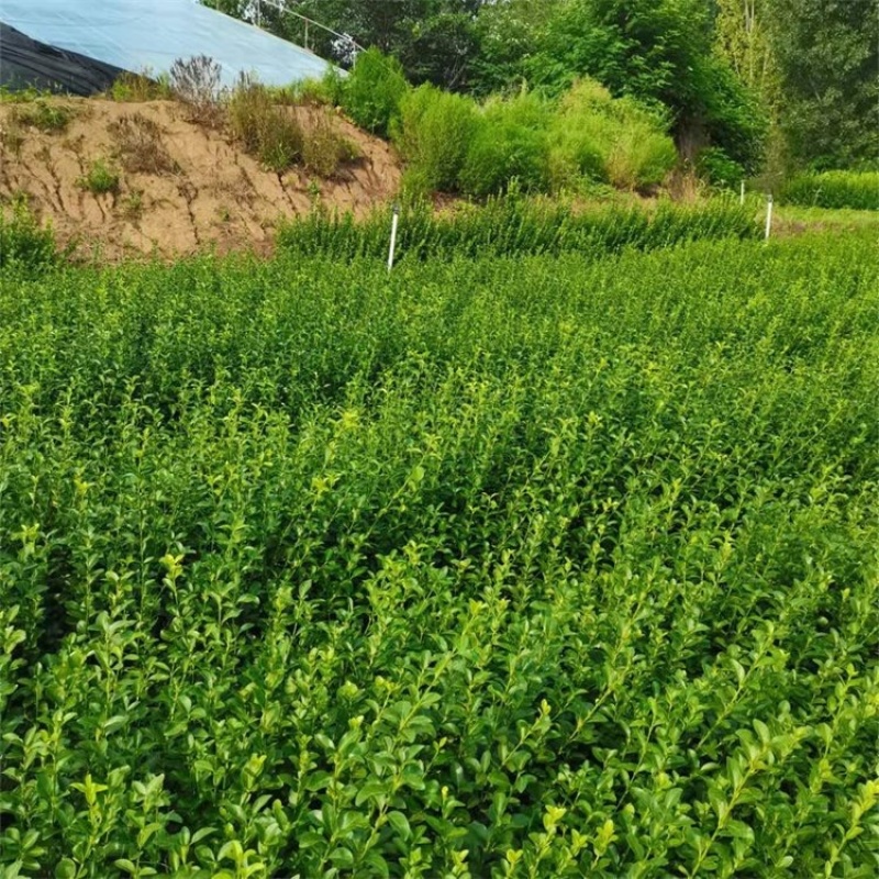 扶芳藤，大叶扶芳藤，基地直发，大量供应100万棵