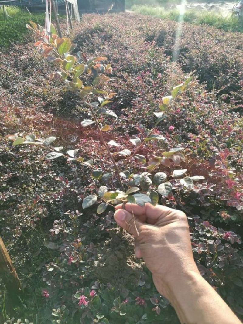 红花继木