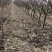 梨树品种梨树占地梨树现货3-5公分，5-8公分