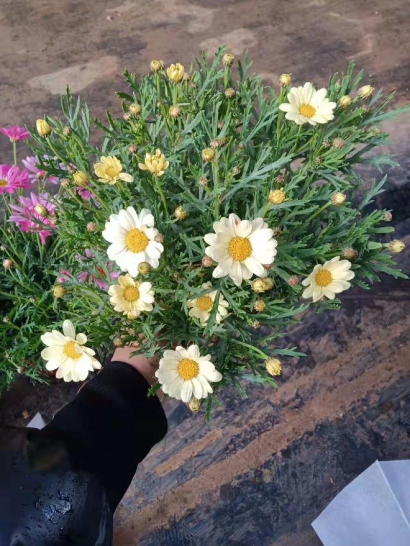 玛格丽特玛格丽特玛格丽特玛格丽特