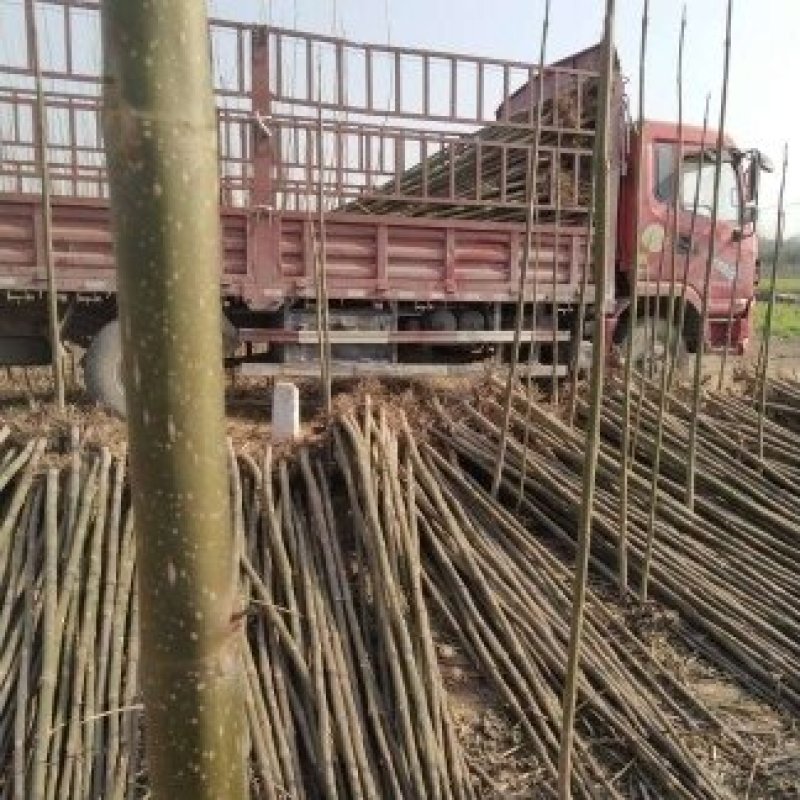 1公分精品青桐质量有保证！存货多！量大从优！