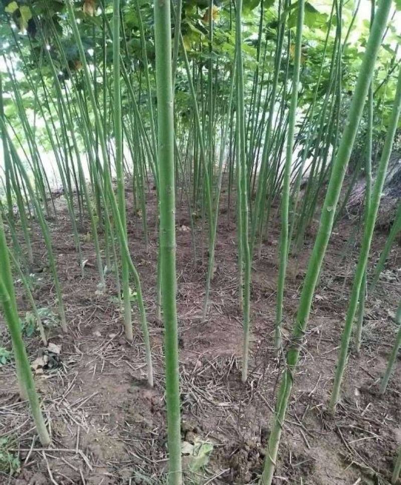 1公分精品青桐质量有保证！存货多！量大从优！