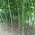 1公分精品青桐质量有保证！存货多！量大从优！