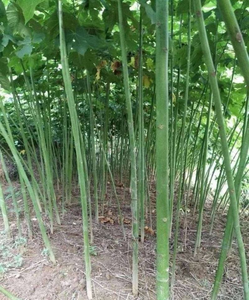 1公分精品青桐质量有保证！存货多！量大从优！