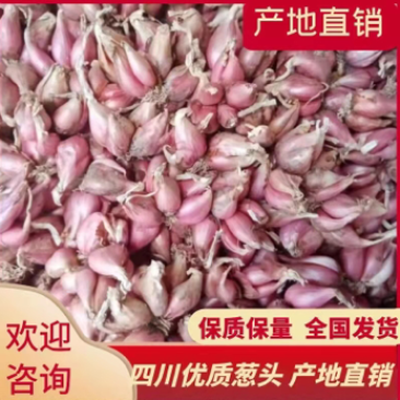 四川优质火葱头/红葱头/香葱头/红葱头/量大从优/产地直发